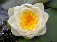Nenuphar = Water Lily